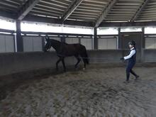 馬を曳いている写真(屋内)